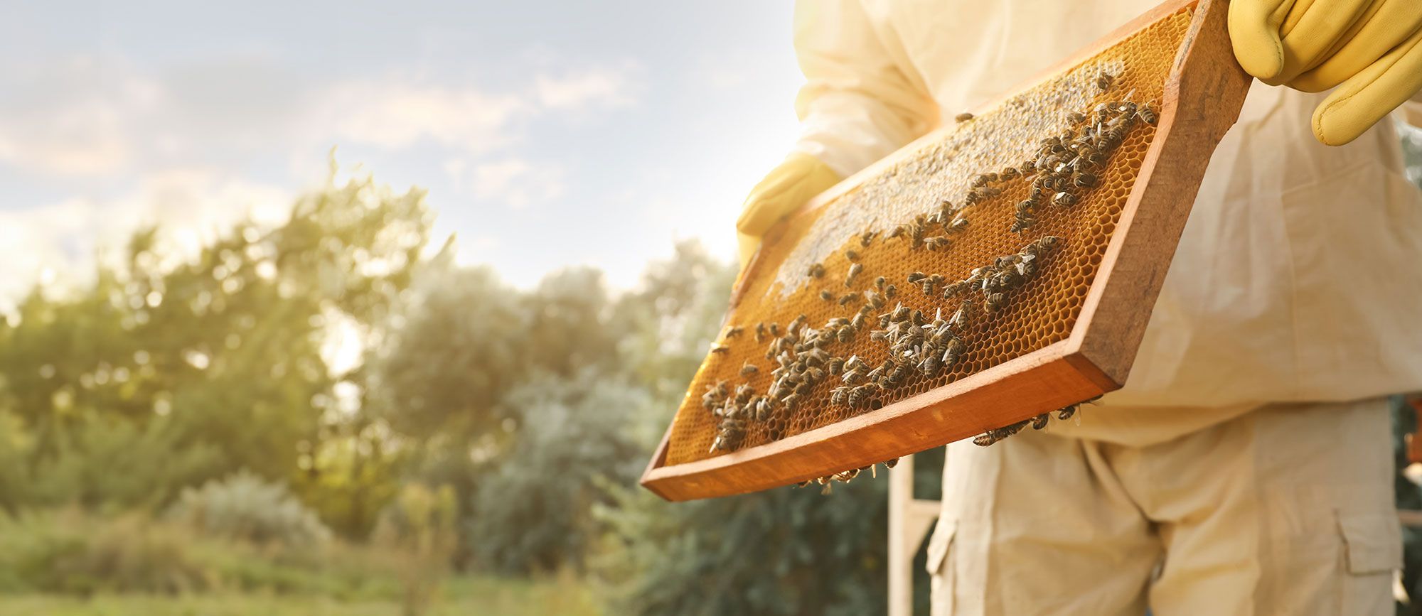 Ein Imker präsentiert seine Bienen auf Waben in einem Schutzanzug.